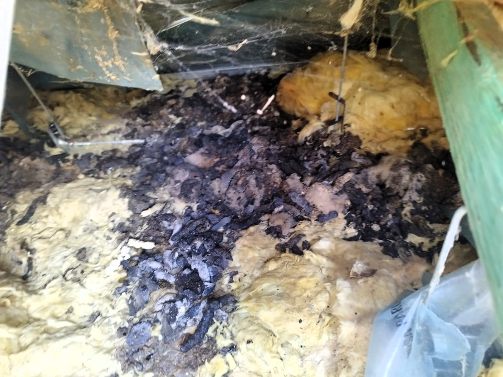 kuny na poddaszu - zniszczona izolacja